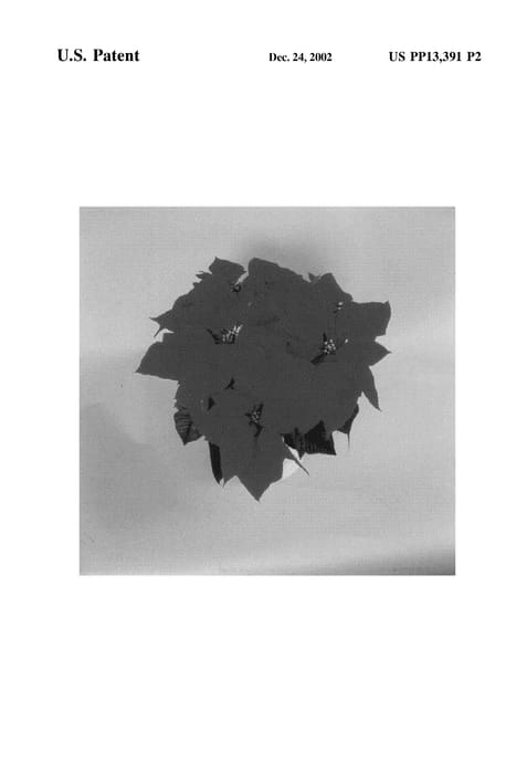 Figure 3 of US plant patent PP13391, the photograph of Early Joy printed in the patent.