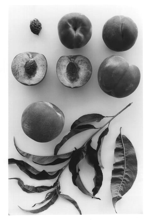 Figure 1 of US plant patent PP13392, the photograph of Burpeachsix printed in the patent.