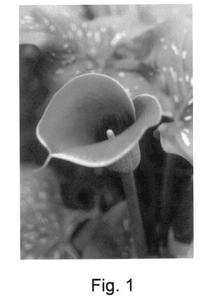 Figure 1 of US plant patent PP13393, the photograph of Purple Haze printed in the patent.