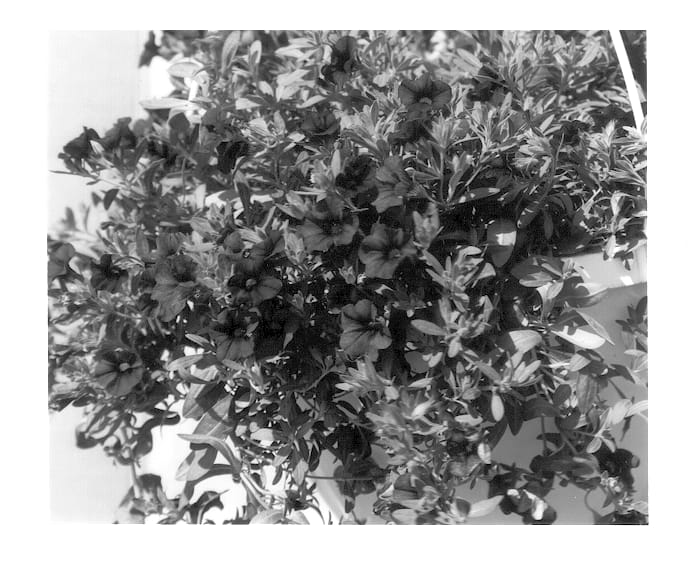 Figure 1 of US plant patent PP13394, the photograph of KLEC00070 printed in the patent.
