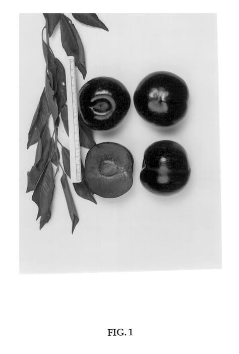 Figure 1 of US plant patent PP13395, the photograph of Suplumtwentyfour printed in the patent.