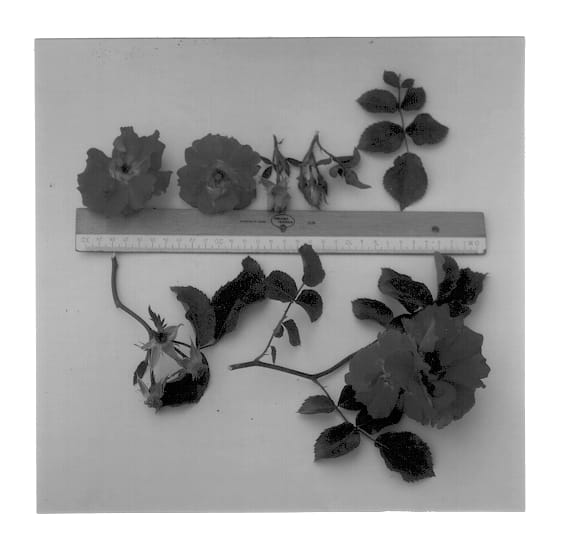 Figure 1 of US plant patent PP13396, the photograph of Tanabamar printed in the patent.