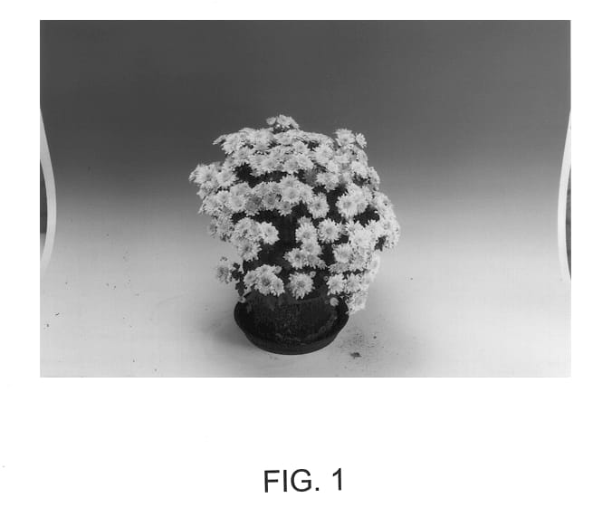 Figure 1 of US plant patent PP13397, the photograph of Minervares printed in the patent.