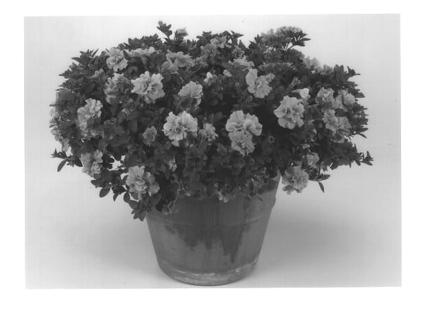 Figure 1 of US plant patent PP13398, the photograph of Kirimaji Double Pink Vein printed in the patent.