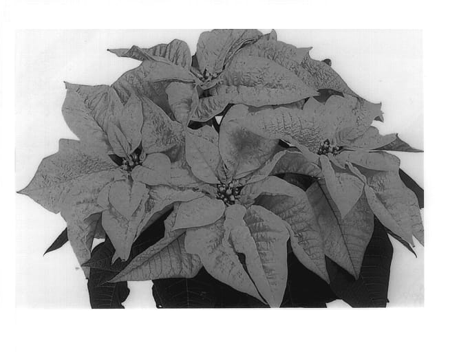 Figure 1 of US plant patent PP13399, the photograph of Duespotapri printed in the patent.