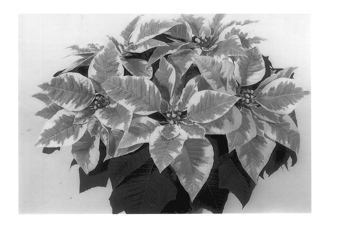 Figure 1 of US plant patent PP13400, the photograph of Duespotmar printed in the patent.