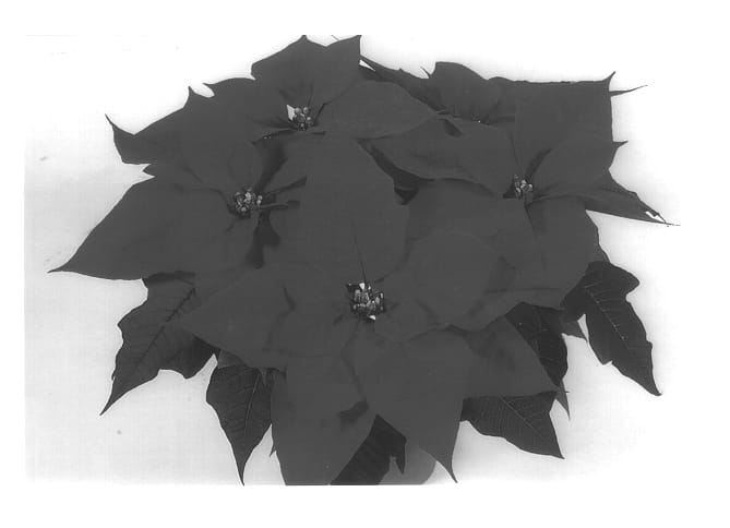 Figure 1 of US plant patent PP13401, the photograph of Dueroyal printed in the patent.