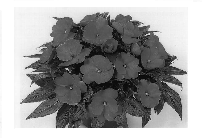 Figure 1 of US plant patent PP13402, the photograph of Dueimpetlav printed in the patent.