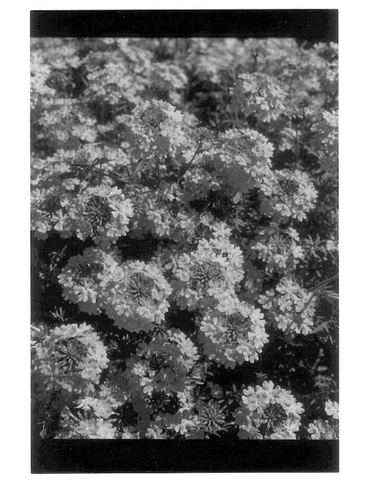 Figure 1 of US plant patent PP13403, the photograph of Dulcena printed in the patent.