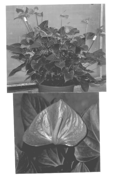 Figure 1 of US plant patent PP13404, the photograph of Red Coral printed in the patent.