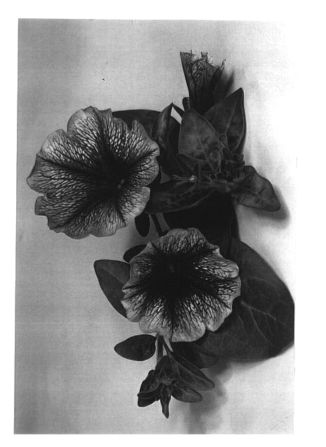 Figure 1 of US plant patent PP13405, the photograph of Dancaspurspark printed in the patent.