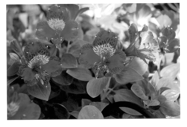 Figure 1 of US plant patent PP13406, the photograph of Isadora printed in the patent.