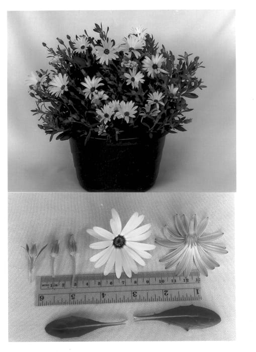 Figure 1 of US plant patent PP13407, the photograph of Seikilrem printed in the patent.