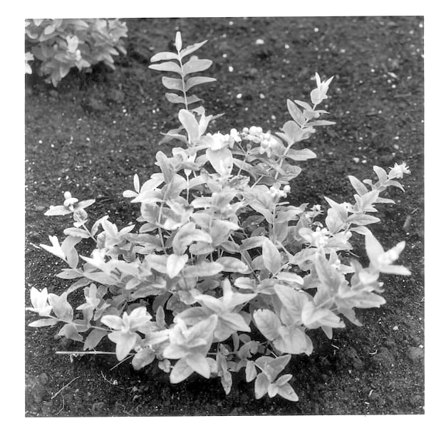 Figure 1 of US plant patent PP13408, the photograph of Kolmdream printed in the patent.