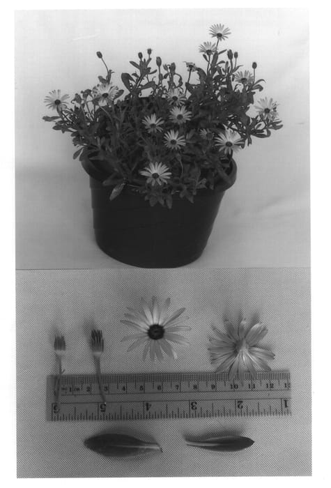 Figure 1 of US plant patent PP13409, the photograph of Seikimora printed in the patent.