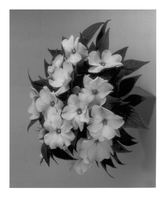Figure 1 of US plant patent PP13410, the photograph of Balcelbupi printed in the patent.