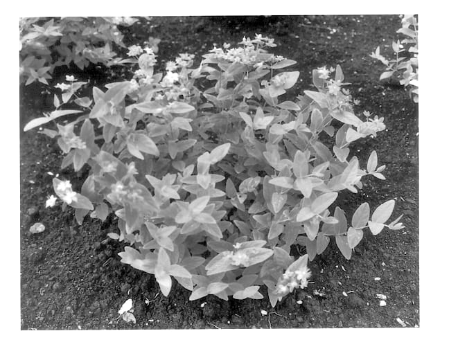 Figure 1 of US plant patent PP13411, the photograph of Kolmoran printed in the patent.