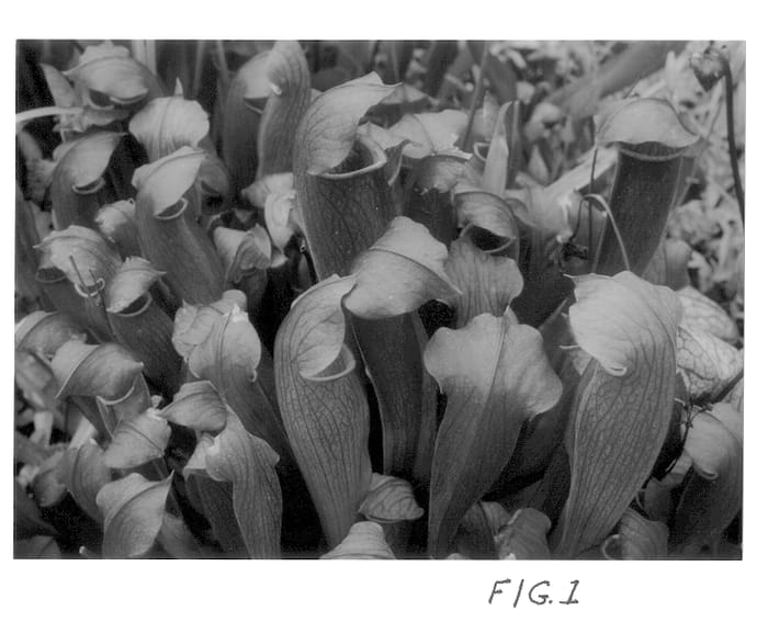Figure 1 of US plant patent PP13412, the photograph of Redbug printed in the patent.
