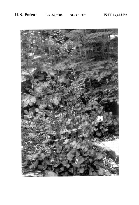 Figure 3 of US plant patent PP13413, the photograph of Canyon Belle printed in the patent.