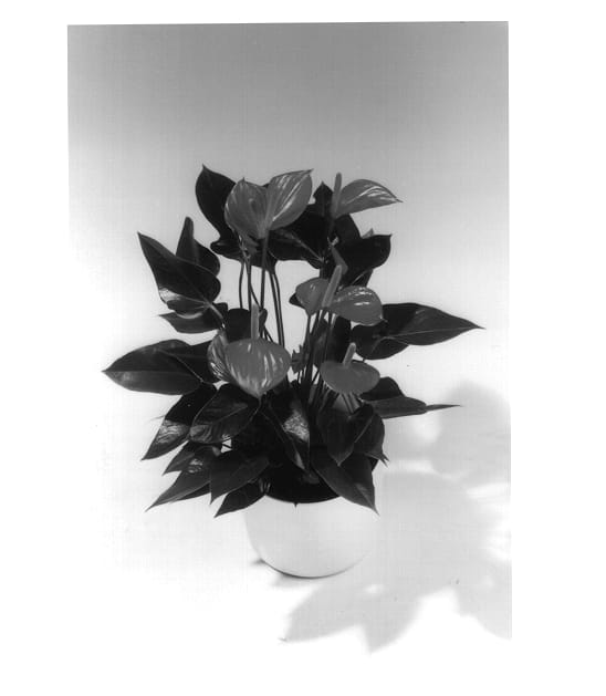 Figure 1 of US plant patent PP13414, the photograph of Antnerom printed in the patent.