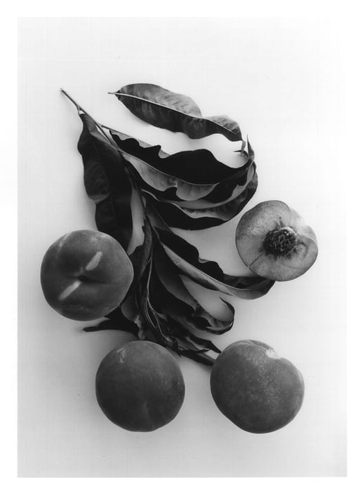 Figure 1 of US plant patent PP13415, the photograph of Burpeachseven printed in the patent.