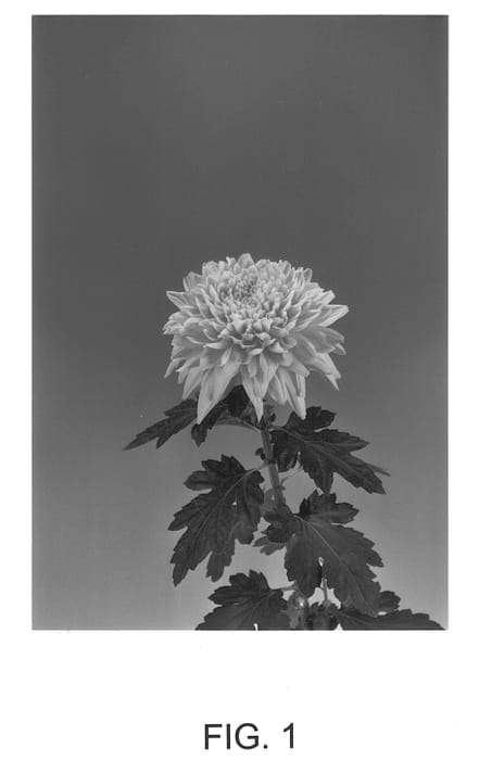 Figure 1 of US plant patent PP13416, the photograph of Resomee printed in the patent.