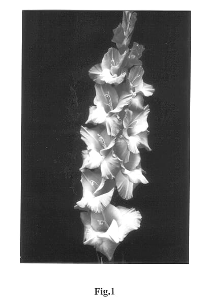 Figure 1 of US plant patent PP13417, the photograph of Brick Beauty printed in the patent.