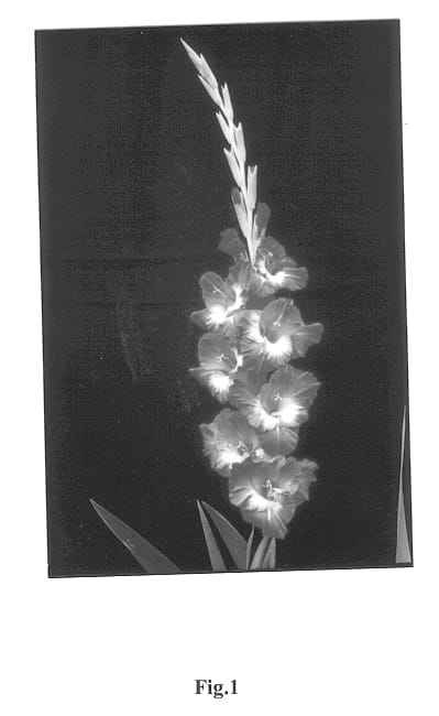 Figure 1 of US plant patent PP13418, the photograph of Palampur Queen printed in the patent.