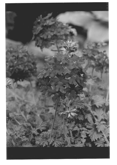 Figure 1 of US plant patent PP13419, the photograph of Lobena printed in the patent.