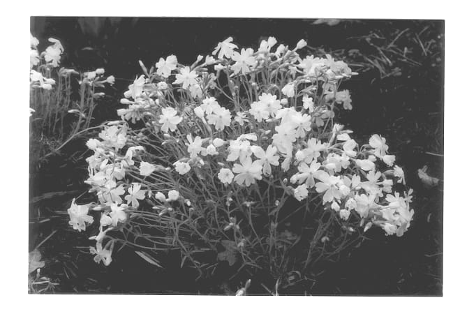 Figure 1 of US plant patent PP13420, the photograph of Cotton Candy printed in the patent.