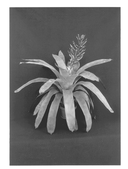 Figure 1 of US plant patent PP13421, the photograph of Del Mar printed in the patent.
