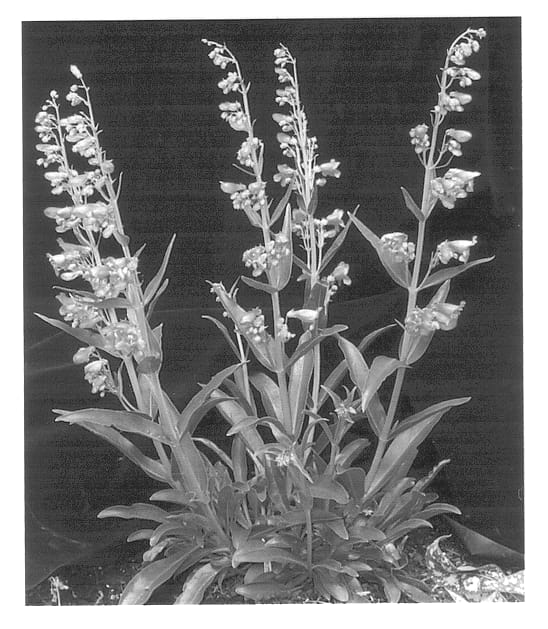 Figure 1 of US plant patent PP13422, the photograph of Pink Chablis printed in the patent.