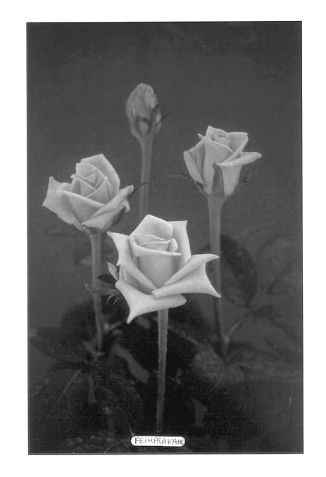 Figure 1 of US plant patent PP13423, the photograph of Keihatakaho printed in the patent.