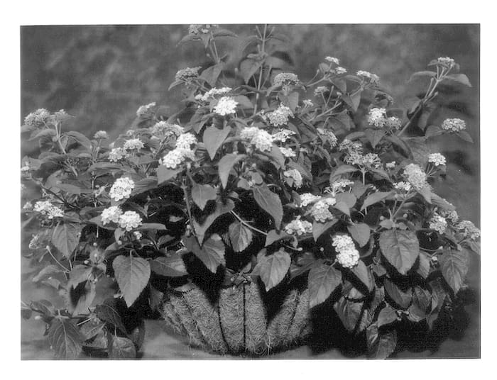 Figure 1 of US plant patent PP13424, the photograph of Robpatpas printed in the patent.