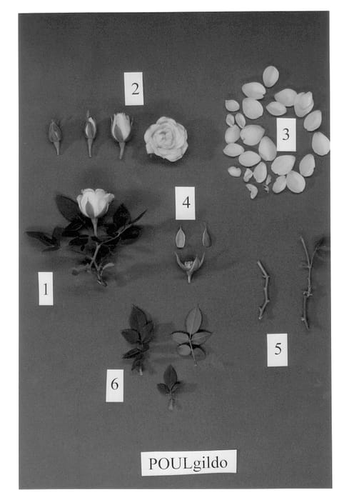 Figure 1 of US plant patent PP13425, the photograph of POULgildo printed in the patent.