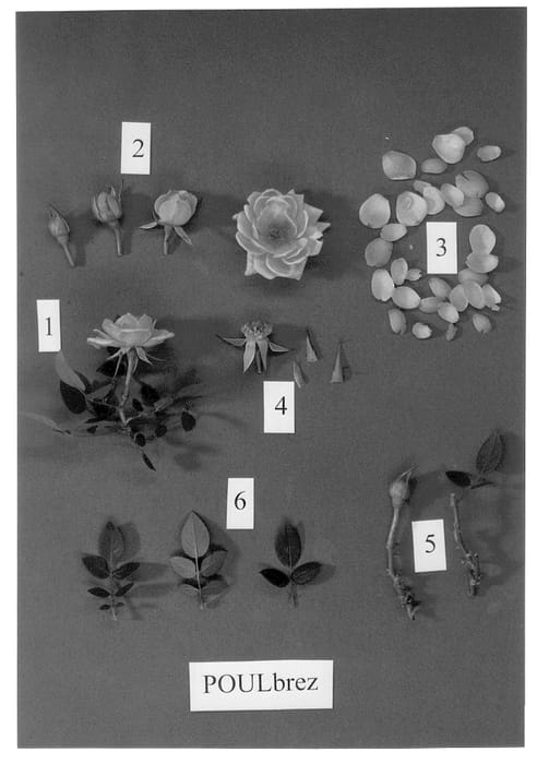 Figure 1 of US plant patent PP13426, the photograph of POULbrez printed in the patent.