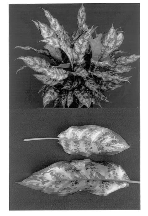 Figure 1 of US plant patent PP13427, the photograph of 000-D2 printed in the patent.