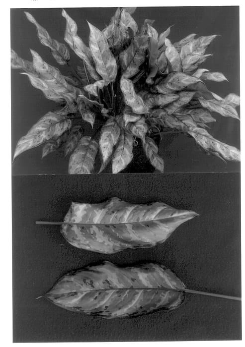 Figure 1 of US plant patent PP13428, the photograph of 000-G2 printed in the patent.
