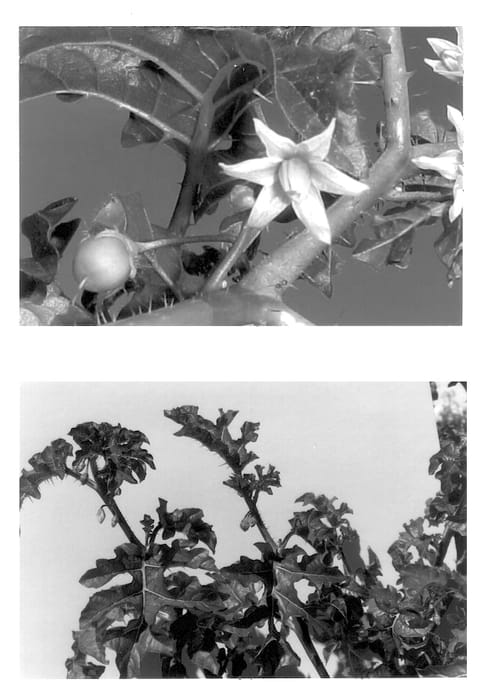 Figure 1 of US plant patent PP13429, the photograph of G.U.Y-D Orange Pom Pom printed in the patent.