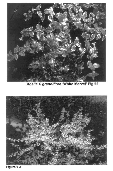 Figure 1 of US plant patent PP13430, the photograph of White Marvel printed in the patent.