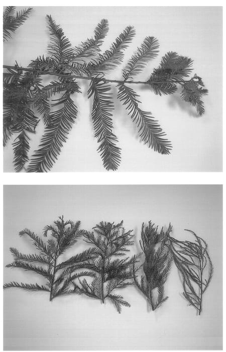 Figure 1 of US plant patent PP13431, the photograph of Sofine printed in the patent.