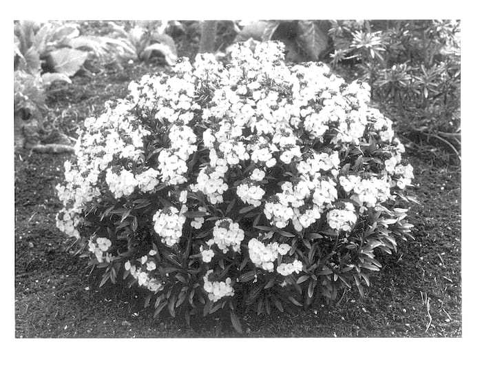 Figure 1 of US plant patent PP13432, the photograph of Walfrasun printed in the patent.