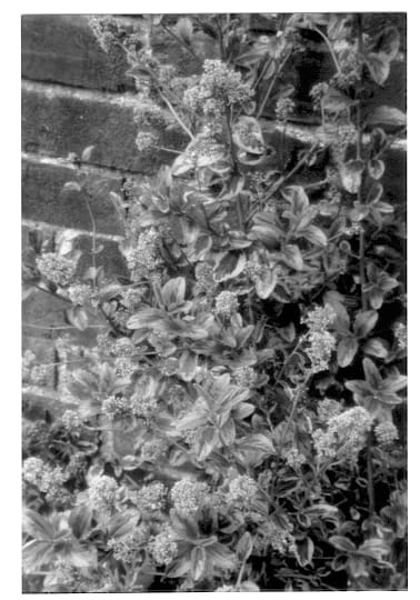 Figure 1 of US plant patent PP13433, the photograph of Perado printed in the patent.