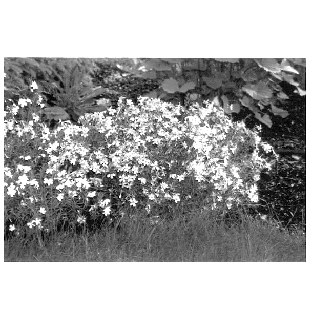 Figure 1 of US plant patent PP13434, the photograph of Bubble Gum printed in the patent.