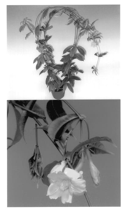 Figure 1 of US plant patent PP13435, the photograph of BCT9810ALL printed in the patent.
