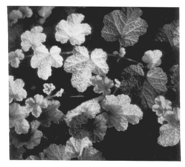 Figure 1 of US plant patent PP13436, the photograph of Golden Quilt printed in the patent.