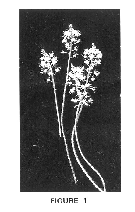 Figure 1 of US plant patent PP13437, the photograph of Jeepers Creepers printed in the patent.