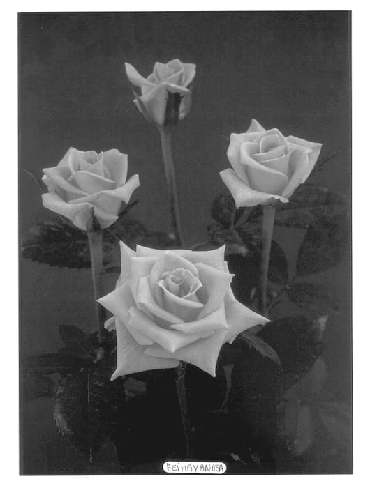 Figure 1 of US plant patent PP13438, the photograph of Keihayanasa printed in the patent.