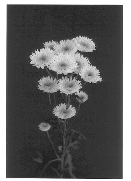 Figure 1 of US plant patent PP13439, the photograph of Sharp printed in the patent.