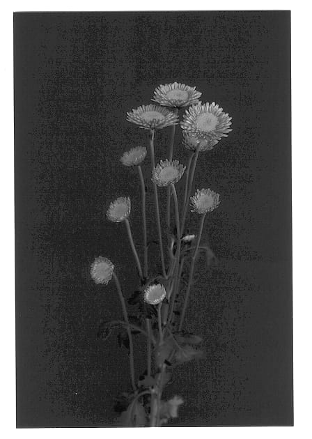 Figure 1 of US plant patent PP13440, the photograph of Icon printed in the patent.